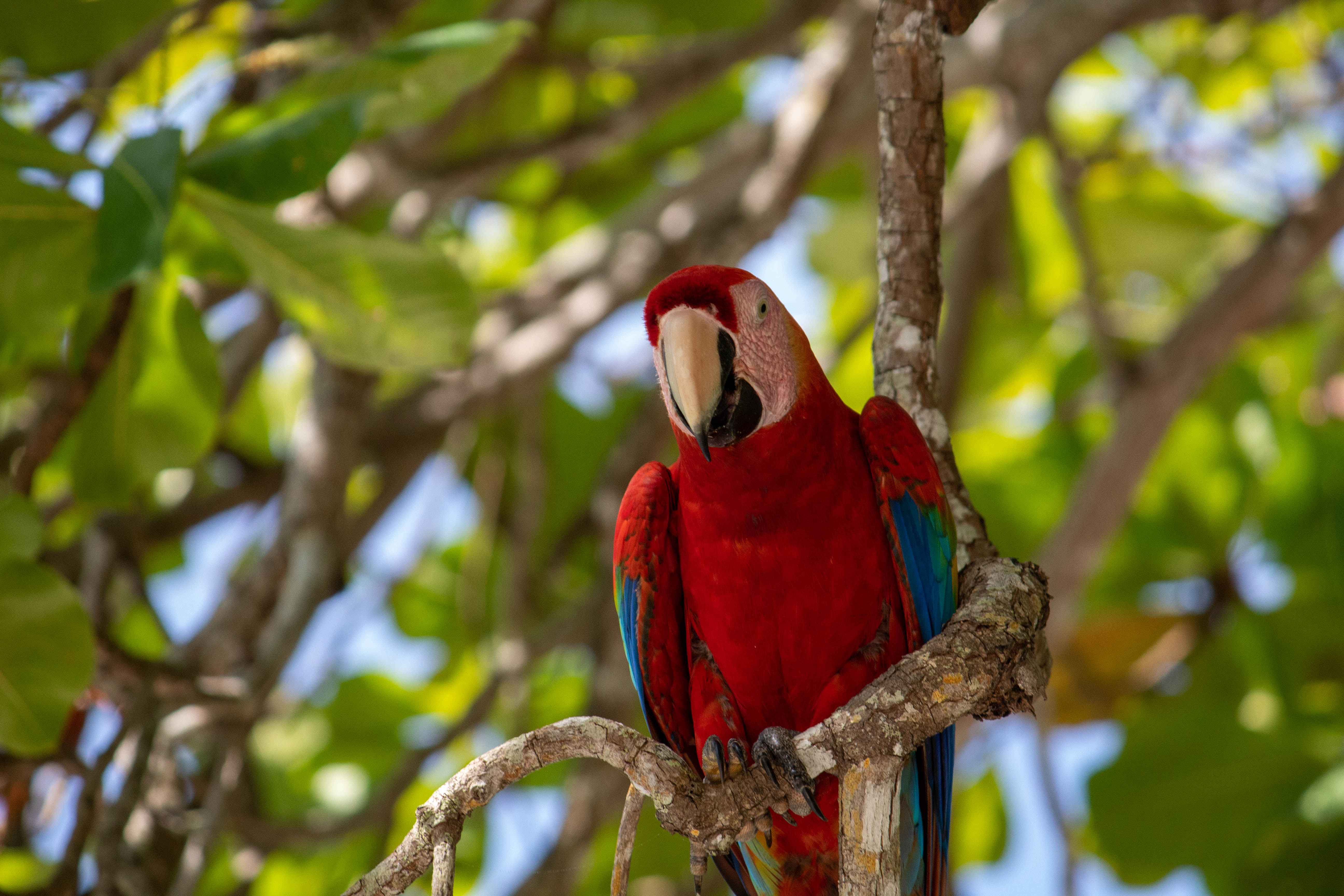 Aras rouge, Aras Macao, Dominical, Costa Rica, faune, biodiversité, oiseaux
